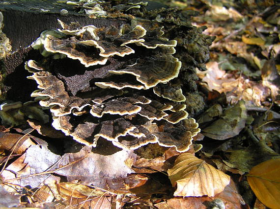 trúdnikovec pestrý Trametes versicolor (L.) Lloyd