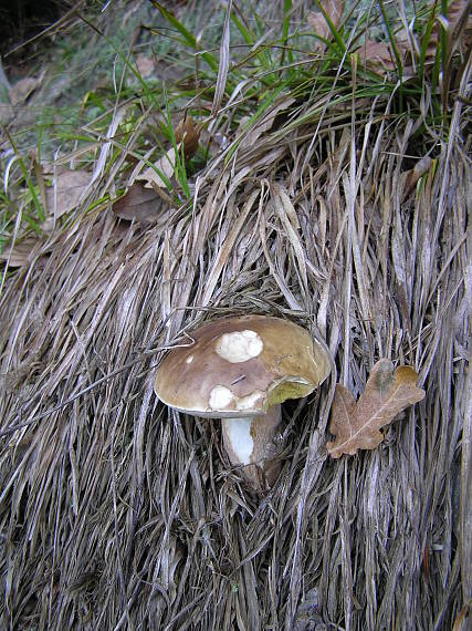 hríb smrekový Boletus edulis Bull.