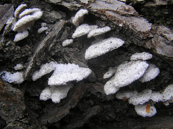 klanolupeňovka obyčajná Schizophyllum commune Fr.