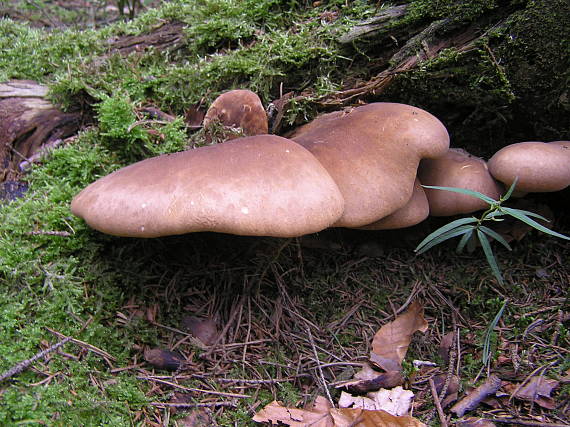 čechračka tmavohlúbiková Tapinella atrotomentosa (Batsch) Šutara