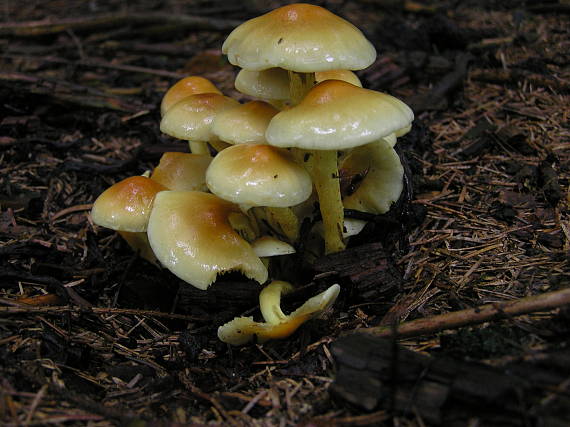 strapcovka zväzkovitá Hypholoma fasciculare (Huds.) P. Kumm.