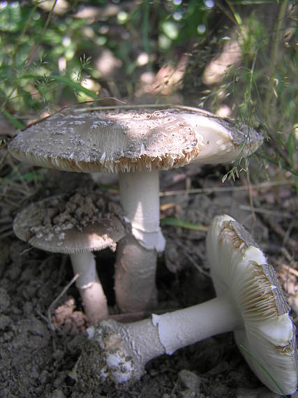 muchotrávka hrubá Amanita excelsa (Fr.) Bertill.