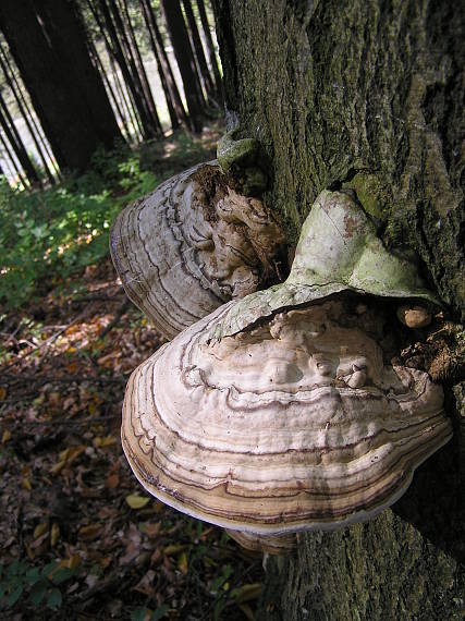 troudnatec kopytovitý Fomes fomentarius (L.) J.J. Kickx