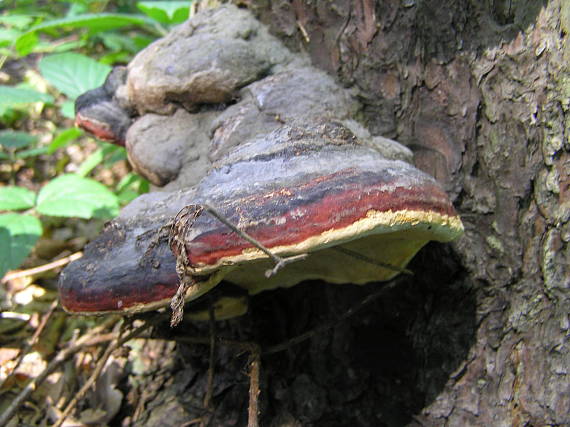 troudnatec pásovaný Fomitopsis pinicola (Sw.) P. Karst.