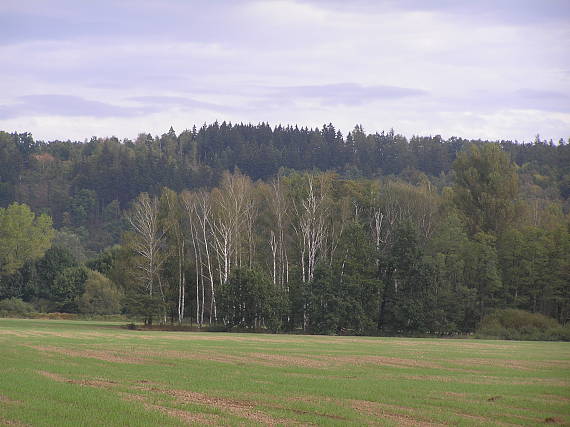 březový háj