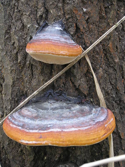 práchnovček pásikavý Fomitopsis pinicola (Sw.) P. Karst.