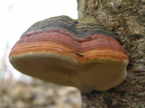 práchnovček pásikavý Fomitopsis pinicola (Sw.) P. Karst.