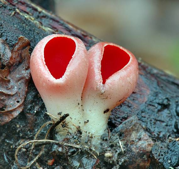 ohnivec rakúsky Sarcoscypha austriaca (Beck ex Sacc.) Boud.