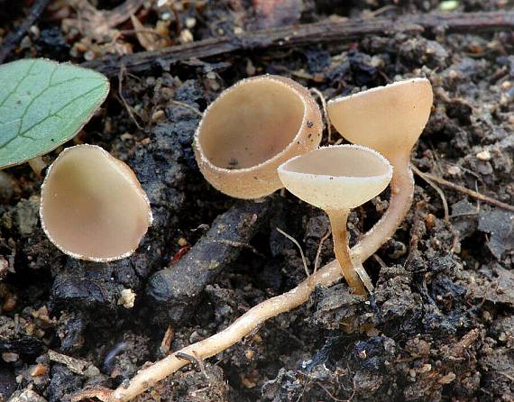 jahňadka obyčajná Ciboria amentacea (Balb.) Fuckel