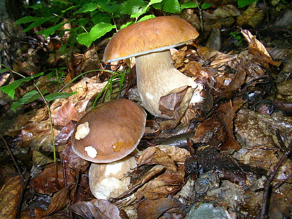 hríb dubový Boletus reticulatus Schaeff.