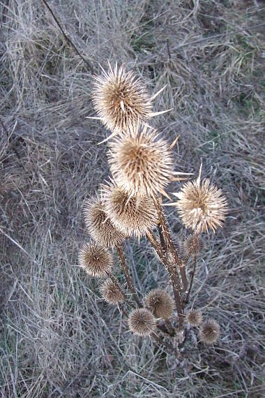 štetka lesná - dipsacus sylvestris huds.