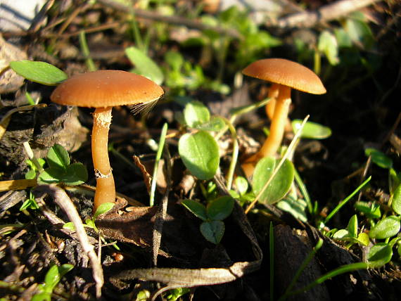 kapucňovka Galerina sp.