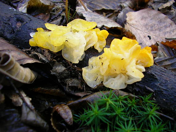 rôsolovka zlatožltá Tremella mesenterica Retz.