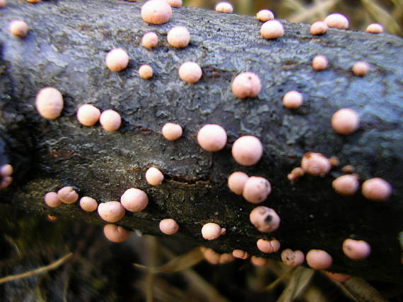 hlivka červená Nectria cinnabarina (Tode) Fr.