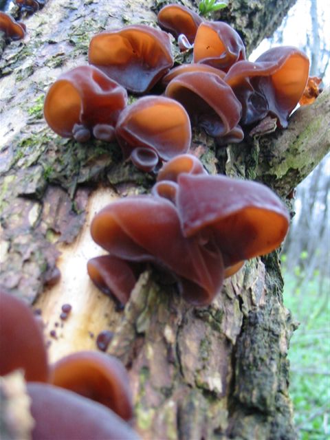 uchovec bazový Auricularia auricula-judae (Bull.) Quél.