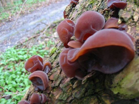 uchovec bazový Auricularia auricula-judae (Bull.) Quél.