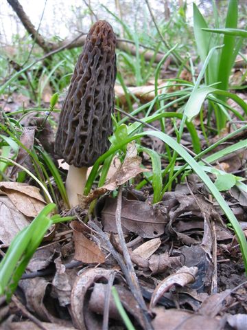 smrčok kužeľovitý Morchella conica Pers.