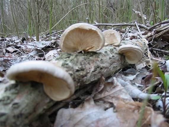 hliva závojová Pleurotus calyptratus (Lindblad ex Fr.) Sacc.