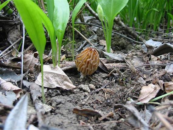 smrčok hybridný Morchella semilibera DC.