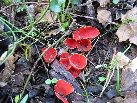 ohnivec šarlátový Sarcoscypha coccinea (Gray) Boud.