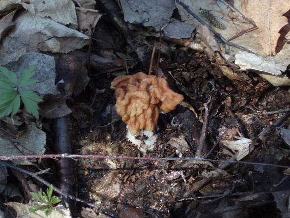 ušiak obrovský Gyromitra gigas (Krombh.) Cooke