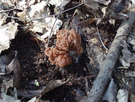 ušiak obrovský Gyromitra gigas (Krombh.) Cooke