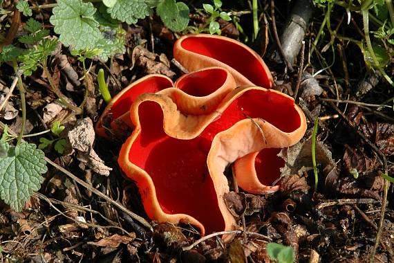 ohnivec šarlátový Sarcoscypha coccinea (Gray) Boud.