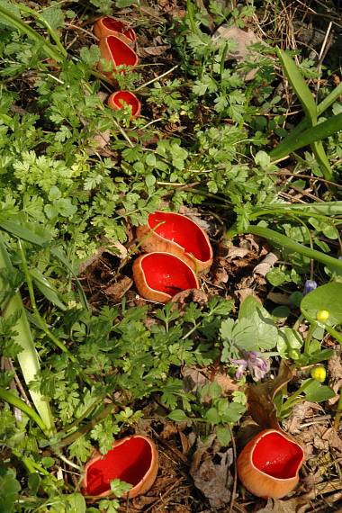 ohnivec šarlátový Sarcoscypha coccinea (Gray) Boud.