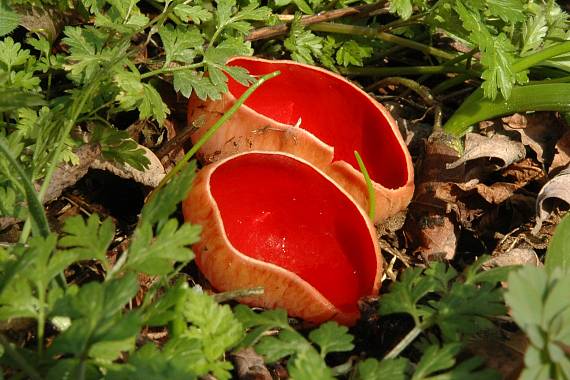 ohnivec šarlátový Sarcoscypha coccinea (Gray) Boud.