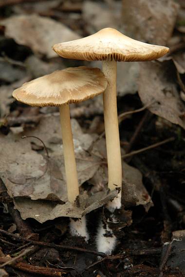 drobuľka Psathyrella sp.