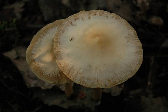 drobuľka Psathyrella sp.