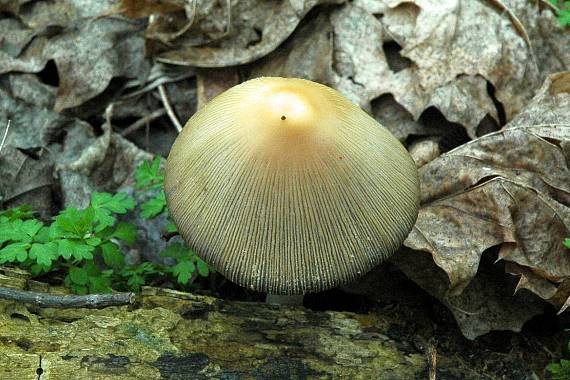 hnojník Coprinus sp.