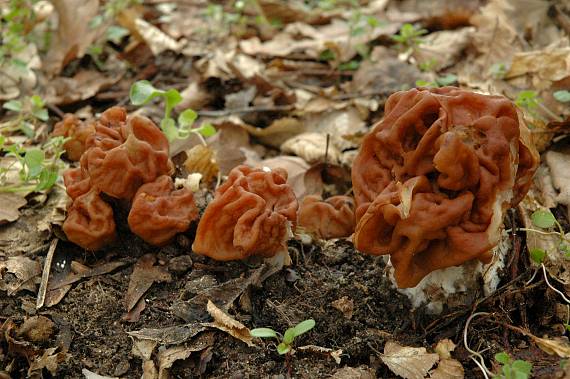 ušiak obrovský Gyromitra gigas (Krombh.) Cooke