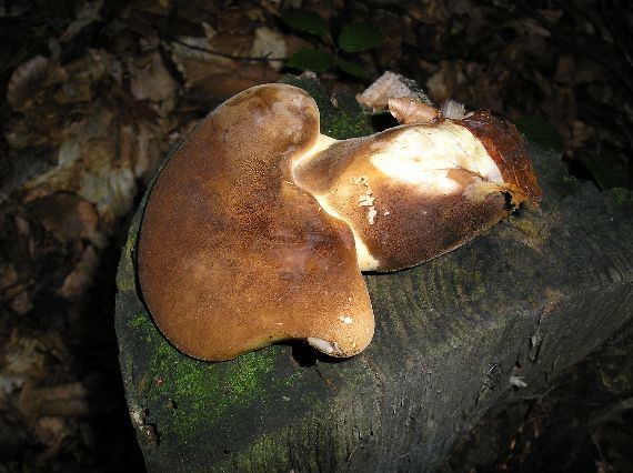 čechračka tmavohlúbiková Tapinella atrotomentosa (Batsch) Šutara