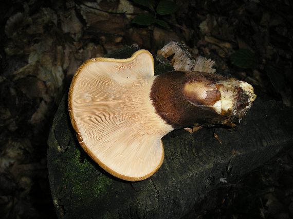 čechračka tmavohlúbiková Tapinella atrotomentosa (Batsch) Šutara