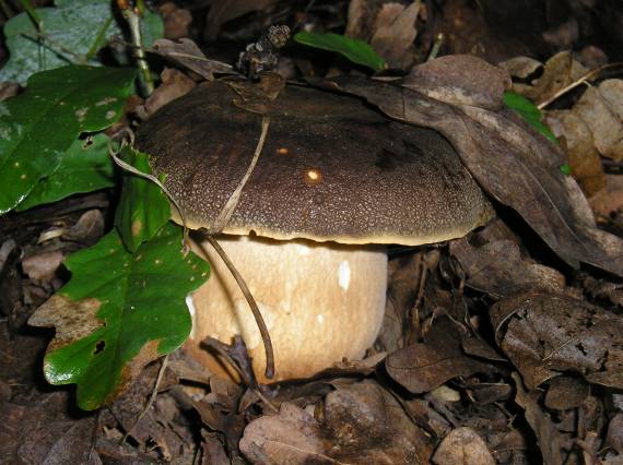 hríb bronzový Boletus aereus Bull. ex Fr.