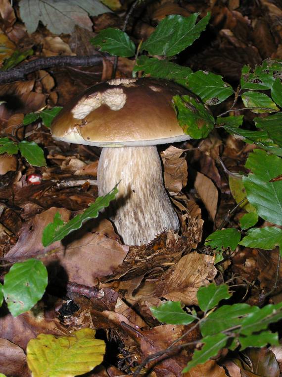 hríb smrekový boletus edulis Bull.