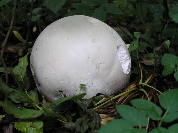 vatovec obrovský Calvatia gigantea (Batsch) Lloyd