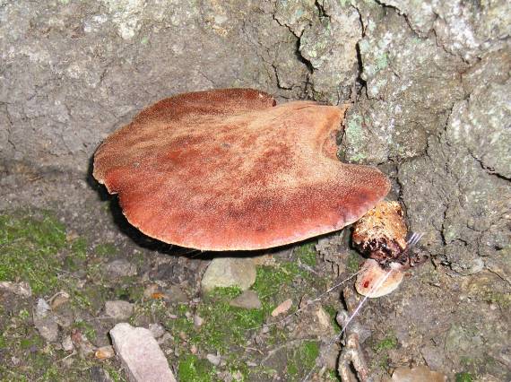 pečeňovec dubový Fistulina hepatica (Schaeff.) With.