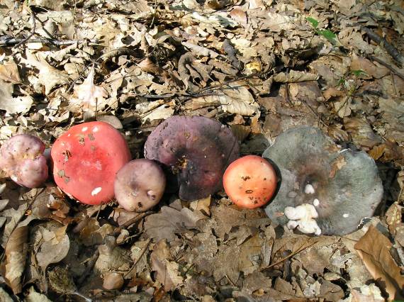 plávky Russula sp.