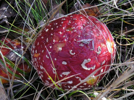 muchotrávka červená  + lad Amanita muscaria (L.) Lam.