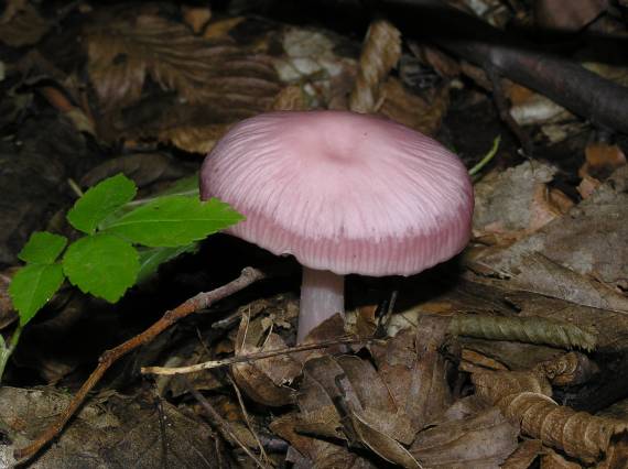 prilbička ružovkastá Mycena rosea Gramberg