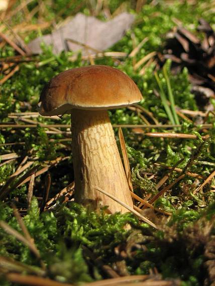 podhríb žlčový Tylopilus felleus (Bull.) P. Karst.