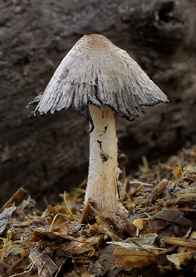 hnojník Coprinus annuloporus Enderle