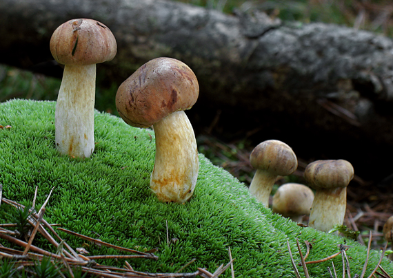 suchohríb vresový Boletus badiorufus R. Heim