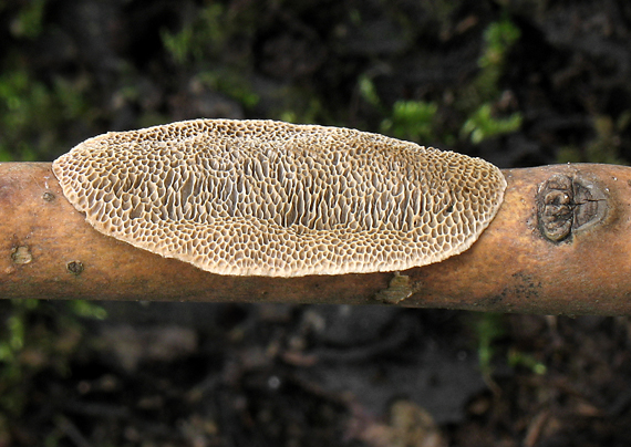 trúdnikovec srstnatý Trametes trogii Berk.