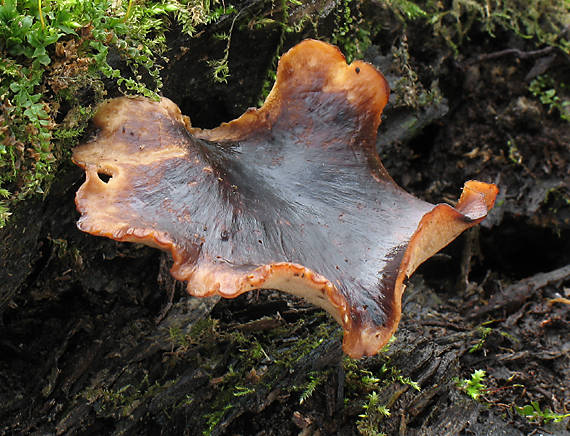 trúdnik tmavohlúbikový Royoporus badius (Pers.) A.B. De