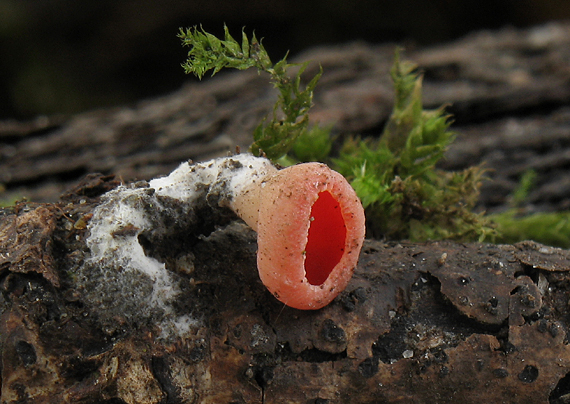 ohnivec rakúsky Sarcoscypha austriaca (Beck ex Sacc.) Boud.