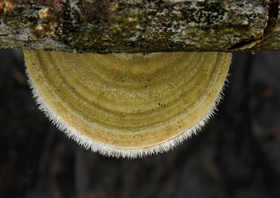 trúdnikovec chlpatý Trametes hirsuta (Wulfen) Lloyd