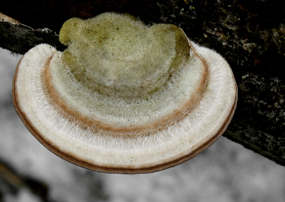 trúdnikovec chlpatý Trametes hirsuta (Wulfen) Lloyd